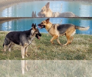 Mother of the German Shepherd Dog puppies born on 06/25/2026