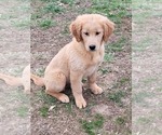 Small Photo #2 Golden Retriever Puppy For Sale in BENTON, IL, USA