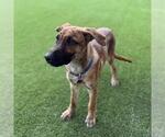 Small #2 Labrador Retriever Mix