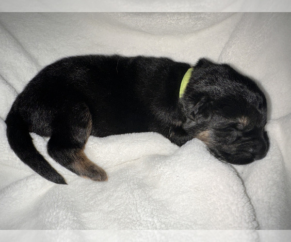 Medium Photo #4 German Shepherd Dog Puppy For Sale in OAKDALE, MN, USA