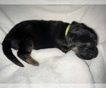 Small Photo #4 German Shepherd Dog Puppy For Sale in OAKDALE, MN, USA