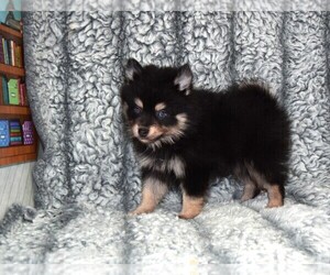 Pomsky Puppy for sale in BARNESVILLE, KS, USA