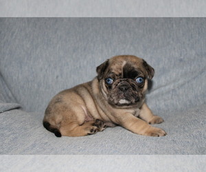 Pug Puppy for sale in WINDSOR, CT, USA