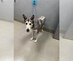 Small Siberian Husky Mix