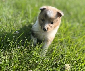 Shetland Sheepdog Puppy for sale in BARDSTOWN, KY, USA