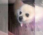 Small #4 Pomeranian