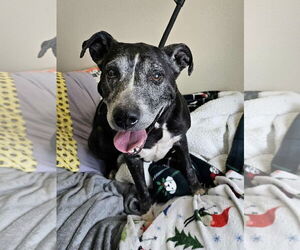 Labrador Retriever-Unknown Mix Dogs for adoption in McKinney, TX, USA