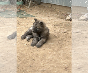 Wolf Hybrid Puppy for sale in LAMAR, CO, USA