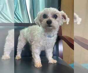Maltese Dogs for adoption in Pacolet, SC, USA