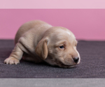 Small Photo #29 Dachshund Puppy For Sale in CROWLEY, TX, USA
