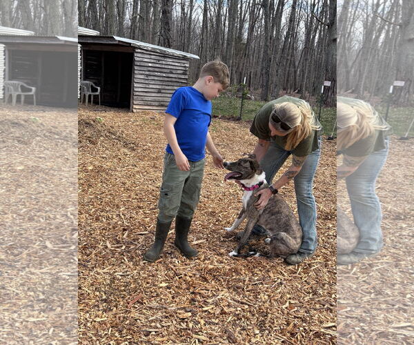Medium Photo #4 Mountain Cur-Plott Hound Mix Puppy For Sale in Rustburg, VA, USA
