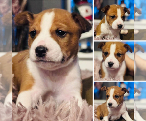Medium Basenji