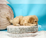 Small Photo #5 Goldendoodle Puppy For Sale in CARLOCK, IL, USA