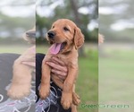 Puppy Green Golden Irish