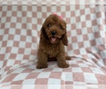 Small #5 Cavapoo (Miniature)