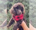 Small Photo #17 Poodle (Toy) Puppy For Sale in PALO ALTO, CA, USA