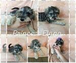 Puppy Elana Schnauzer (Miniature)