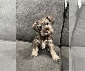 Schnauzer (Miniature) Puppy for sale in SAINT MARYS, KS, USA