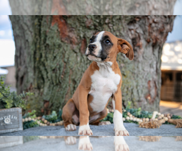 Medium Photo #1 Boxer Puppy For Sale in KIRKWOOD, PA, USA