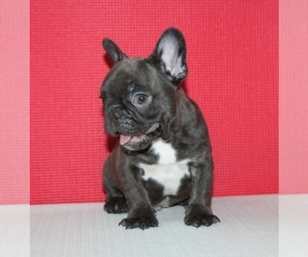 Medium Photo #4 French Bulldog Puppy For Sale in HIALEAH, FL, USA