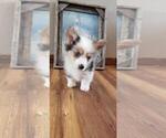 Small #1 Pembroke Welsh Corgi