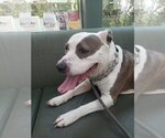 Small #1 American Pit Bull Terrier Mix