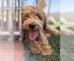 Small #1 Goldendoodle-Poodle (Toy) Mix