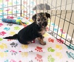 Small #6 Morkie