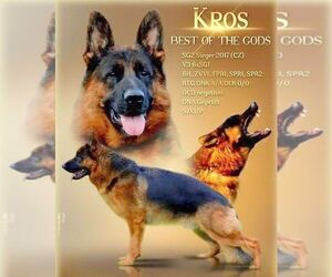 Father of the German Shepherd Dog puppies born on 11/21/2024