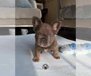 French Bulldog Puppy for sale in SACRAMENTO, CA, USA