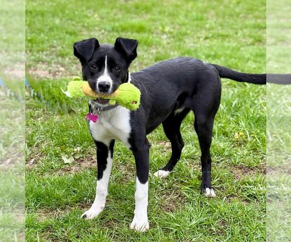 Medium Photo #1 Border Collie-Unknown Mix Puppy For Sale in Spring Lake, NJ, USA