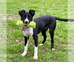Small Border Collie Mix