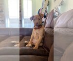 Small Photo #5 Labrador Retriever-Unknown Mix Puppy For Sale in Rosenberg, TX, USA