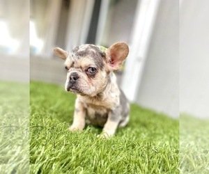 French Bulldog Puppy for sale in CHARLOTTE, NC, USA