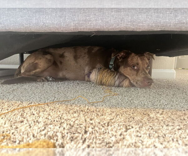 Medium Photo #20 Mutt Puppy For Sale in Candler, NC, USA