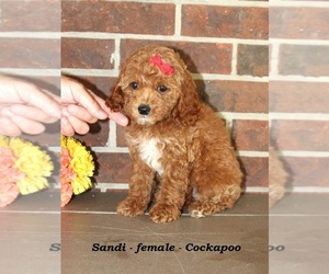 Cockapoo (Miniature) Puppy for sale in CLARKRANGE, TN, USA