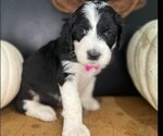 Small Photo #12 Sheepadoodle Puppy For Sale in HUNTINGTON BEACH, CA, USA