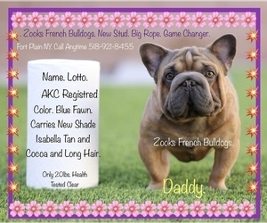 Father of the French Bulldog puppies born on 04/10/2024