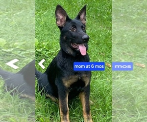 Mother of the German Shepherd Dog puppies born on 04/24/2025