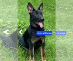 Small Photo #1 German Shepherd Dog Puppy For Sale in MOUNTAIN LAKE, MN, USA