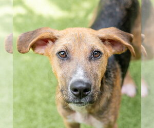 Harvey - Male Mutt Dog for Adoption - Photo #2