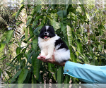 Small Photo #20 Pomeranian Puppy For Sale in WEST PALM BEACH, FL, USA