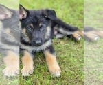Small Photo #2 German Shepherd Dog Puppy For Sale in PERKINSVILLE, VT, USA