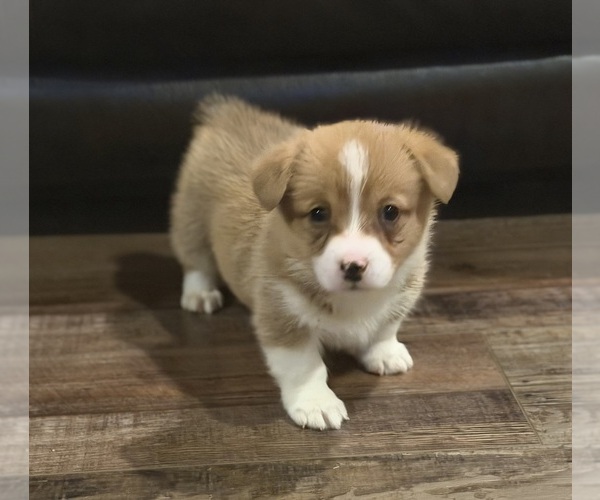 Medium Photo #2 Pembroke Welsh Corgi Puppy For Sale in GUTHRIE, KY, USA