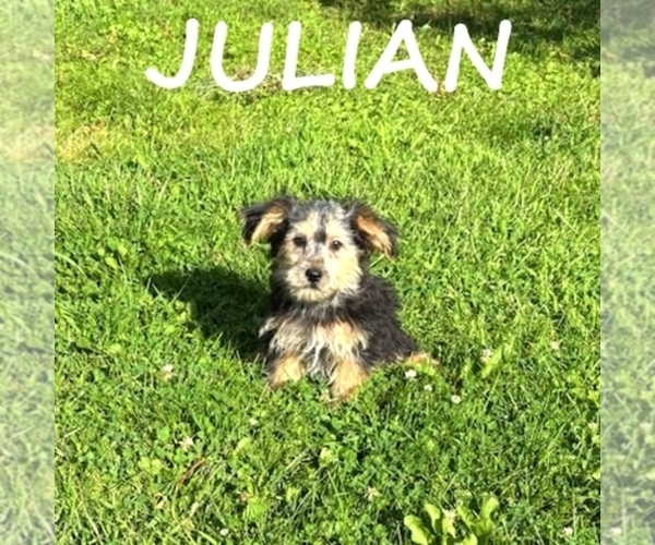 Medium Photo #3 Shorkie Tzu Puppy For Sale in HARTLAND, MN, USA