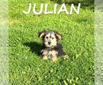 Small #2 Shorkie Tzu