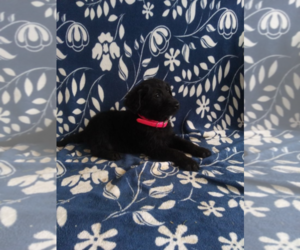 Shepadoodle Puppy for sale in KOKOMO, IN, USA