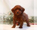 Small #2 Goldendoodle (Miniature)