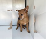 Small Chihuahua