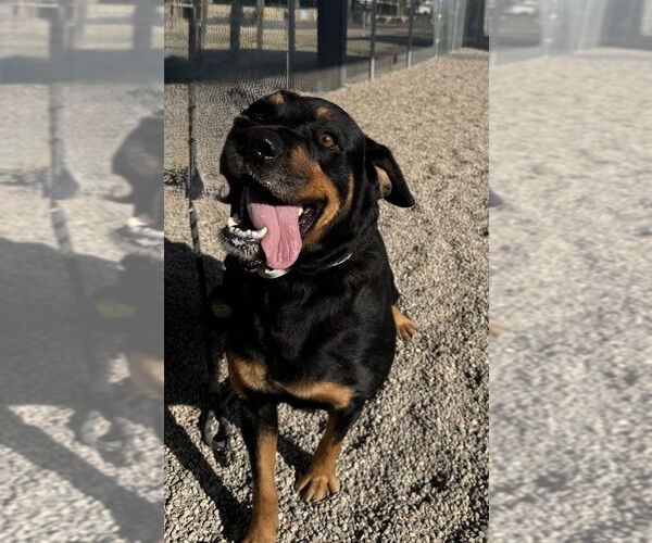Medium Photo #3 Rottweiler Puppy For Sale in Gilbert, AZ, USA